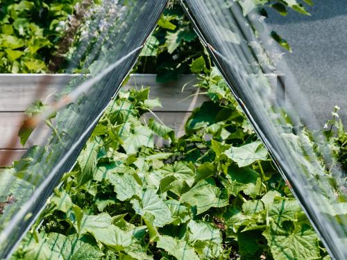 Cucumber plants